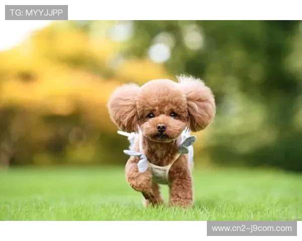 探讨泰迪犬能否通过科学训练在足球项目中发挥出色表现与挑战探索